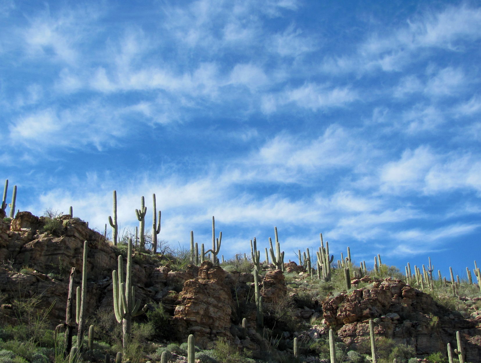 Trails on the eastern slopes of the Santa Catalina Mountains